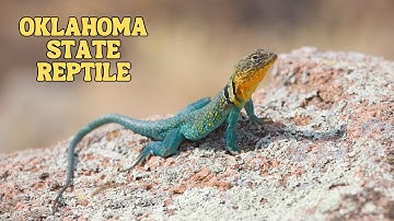 Eastern Collared Lizard: Oklahoma