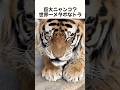 巨大ニャンコ？世界一メタボなトラ