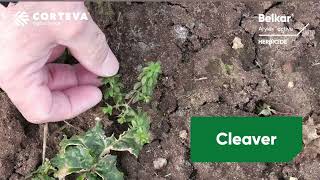 60-second Belkar herbicide masterclass
