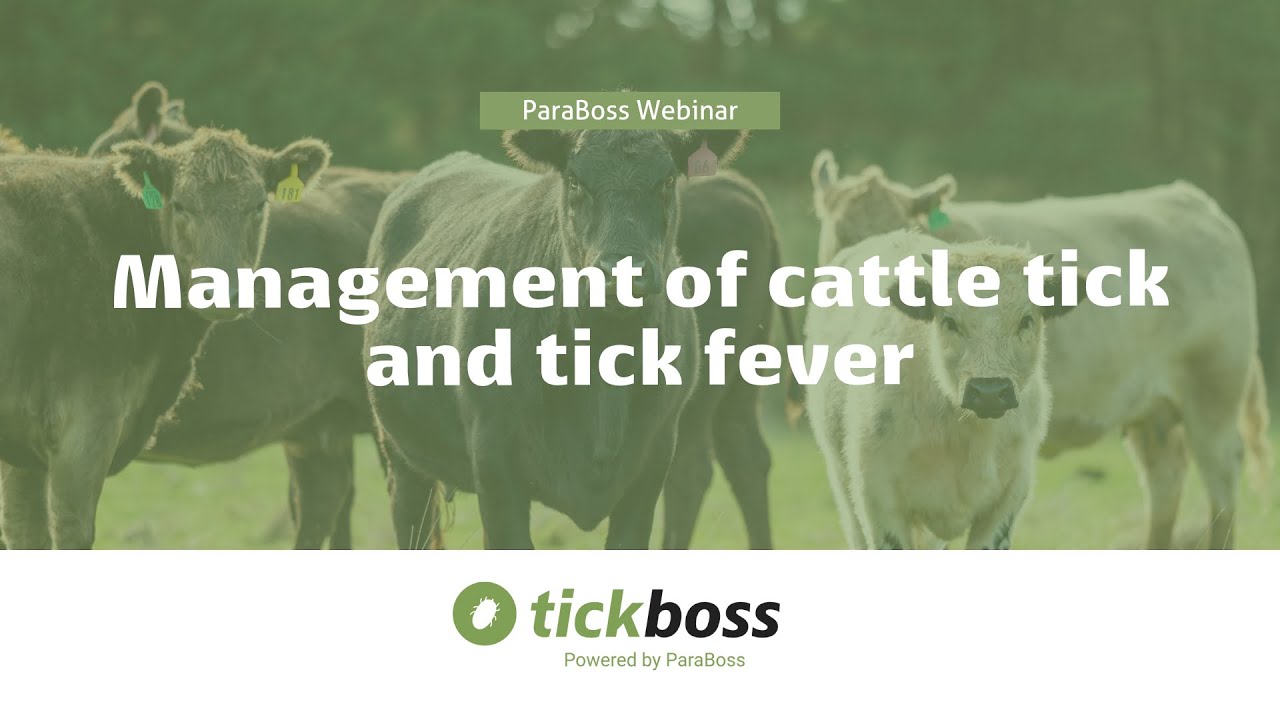 Management Of Cattle Tick And Tick Fever YouTube Management Of Cattle Tick And Tick Fever YouTube
