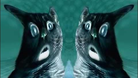 Numa Cat In Deaf Major