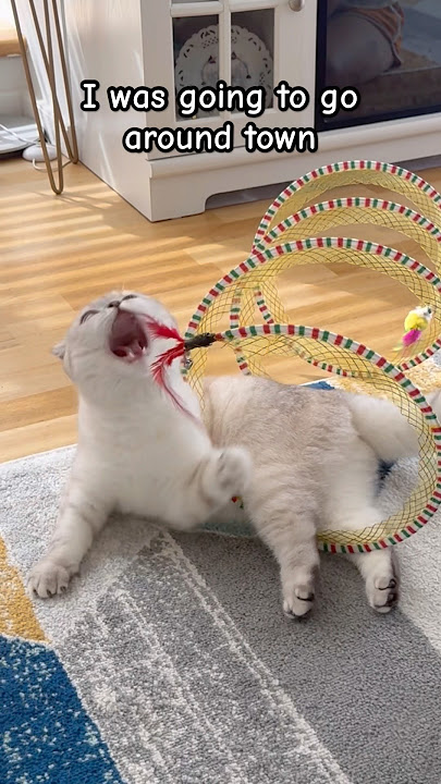 It's time to be sad for no reason 🙈🥺#kikicutekitty #sadcat #relatable #dramaqueen #scottishfold