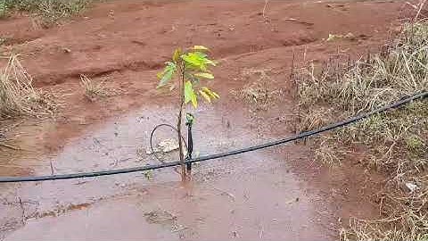 Tưới cây ăn trái bằng béc bù áp AQ206PC - Ấn Độ