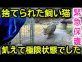 【捨て猫保護】飼い猫が捨てられて４ヶ月間ひとりぼっち。極限まで飢えていた捨て猫を緊急保護