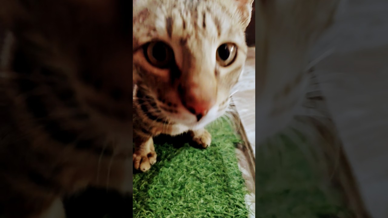 Cat Kitten Meowing to attract Cats 