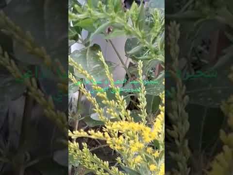 عصا الذهب  أو عصا الراعي