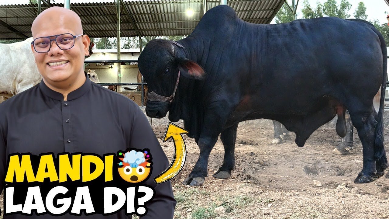 Itna Rate Sun Ke Janwar Mandi Le Jaane Ko Dil Kar Pada😱🐄 🐐| BT Farm Stories