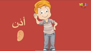 أجزاء جسم الإنسان باللغة العربية للأطفال - Human Body Parts in Arabic
