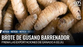 Mexico reaches 780 human screwworm cases and eight deaths across 28 states