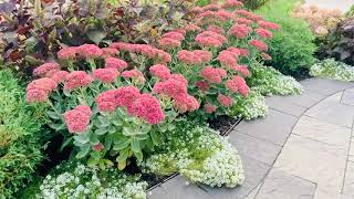 Autumn Joy Stonecrop (Sedum) - Autumn 2020