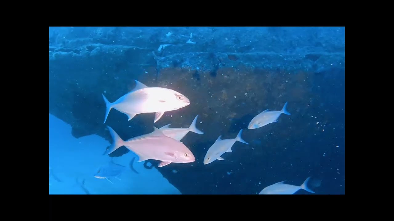 Offshore trip with Scubatech, June 2025