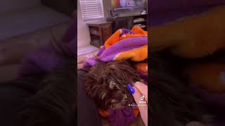 Fuzzy burrito! Fuzzy burrito!