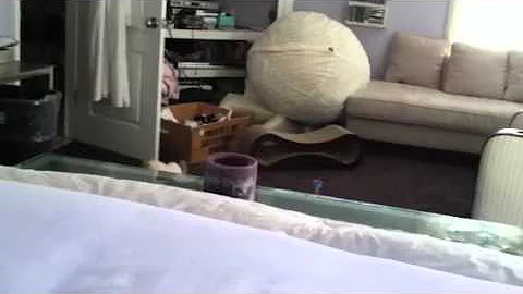 Watch the video about Kitten playing fetch!