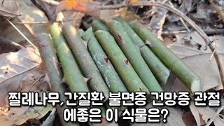 찔레나무,간질환 불면증 건망증 관절 에좋은 이 식물은?