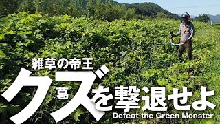 雑草の帝王「クズ（葛）」を撃退する方法 - Defeat the Green Monster