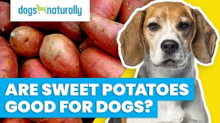 Are Sweet Potatoes Good For Dogs?