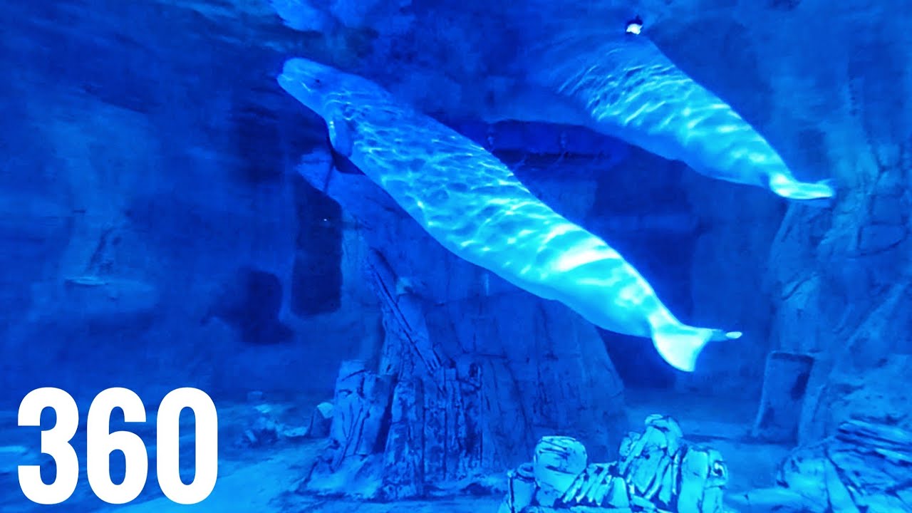 Europe's BIGGEST AQUARIUM in 360° VR 🐟 Virtual Reality Tour