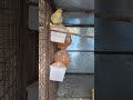 cocktail feeding