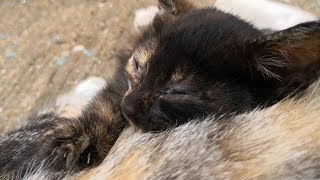 漁港の野良猫親子、子猫を抱っこしてる姿が可愛過ぎる