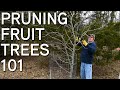 How To Prune Fruit Trees Step By Step