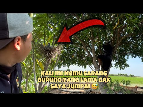 Wah.. Kalau Sarang burung ini saya jamin aman, gak ada yg mau ambil 😅😅😅