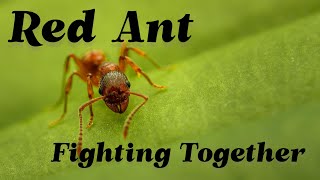 Red ant Fighting video