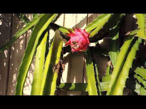 Драконовый фрукт (Питайя). Dragon fruit