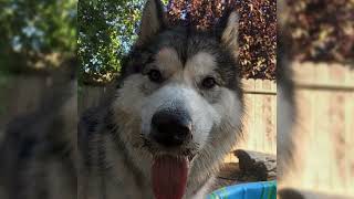 Alaskan malamute. Pro e Contro, Prezzo, Come scegliere, Fatti, Cura, Storia by Tutti Gli Animali 129 views 1 year ago 10 minutes, 29 seconds