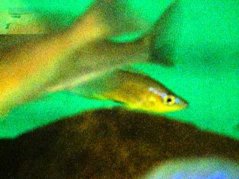 tropheus red rainbow benthos.MOV