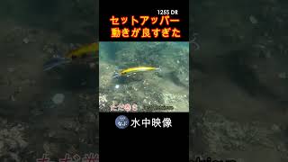 セットアッパー水中映像 DAIWA SET UPPER #shorts