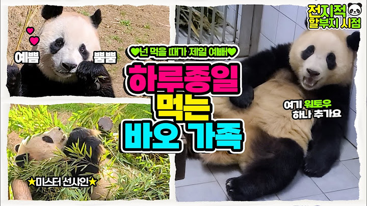 (SUB) "I CAN EAT IN EVERY PLACE!" Panda family has a great appetite in spring🐼│Everland Panda Fubao