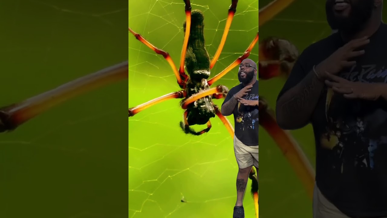 Who's scared of Spiders 😢🙃👀 