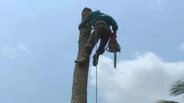 Cưa cây dừa siêu trái. Tranh thủ về chợ ăn cơm .Cưa cây kỹ thuật cao