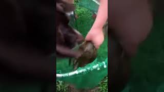 Screaming Bullfrog