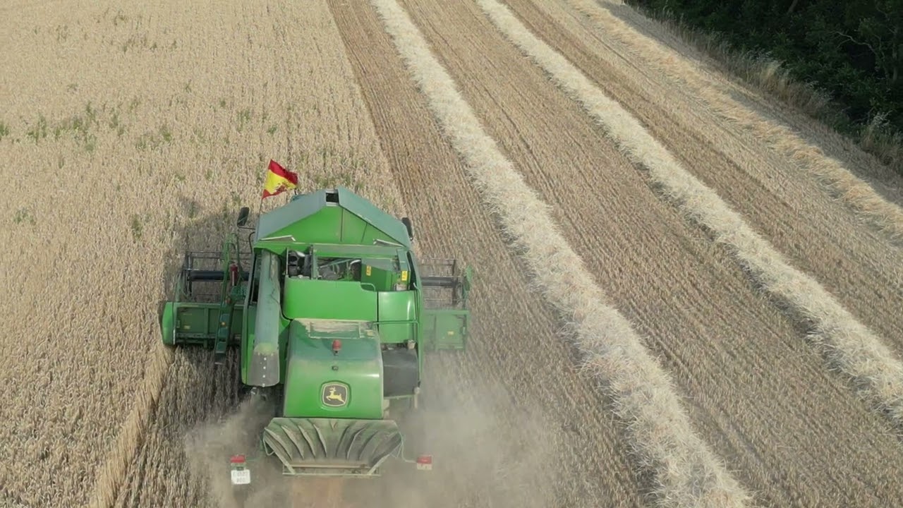Cosechando trigo rimbau  en Cuevas de Amaya (Burgos)
