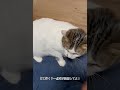いつもみーちゃんを見守りたい!