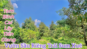 Tập 151❤️🌸Đất nhà cắt bán 1000m2 vườn sầu riêng đường oto,ngang19x50,view sông ,Cai Lậy,Tiền Giang