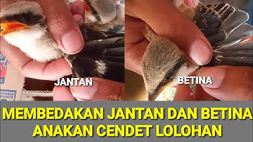 PERBEDAAN JANTAN DAN BETINA ANAKAN CENDET LOLOHAN