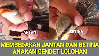 PERBEDAAN JANTAN DAN BETINA ANAKAN CENDET LOLOHAN