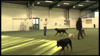 Dog Safety Education Executive by Ross McCarthy 667 views 10 years ago 3 minutes, 26 seconds