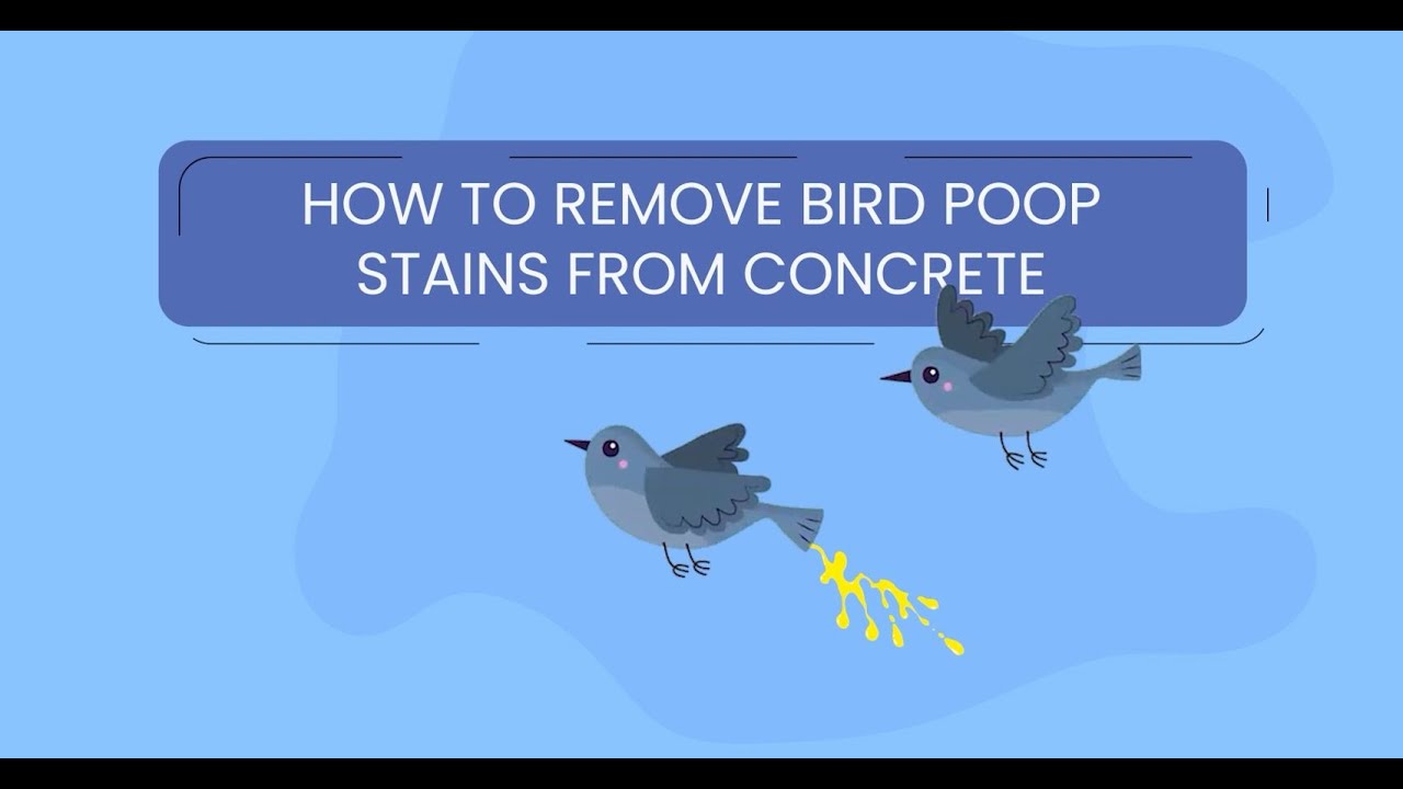 How To Clean Dried Bird Poop Off Concrete