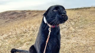 Walking with Luna the panther😂 Part 2. (ENG SUB) by Luna_the_pantera 108,200 views 3 weeks ago 8 minutes, 45 seconds
