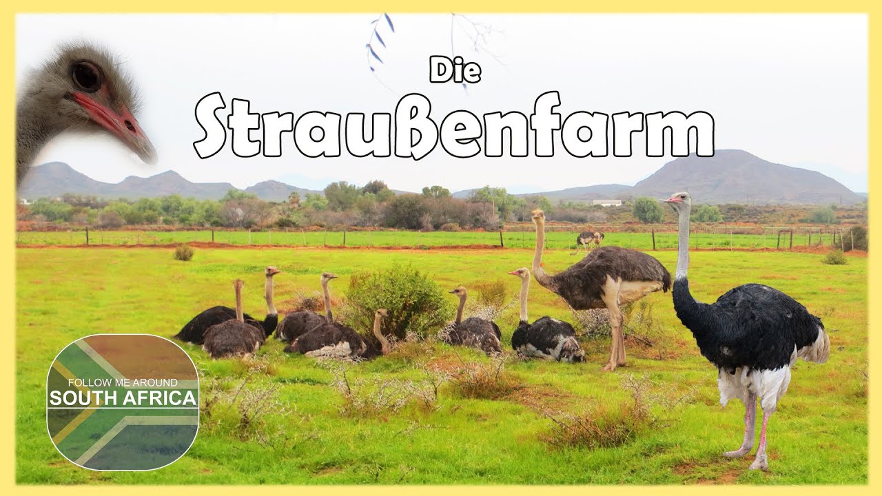 Die Straußen Farm | Südafrika 2016