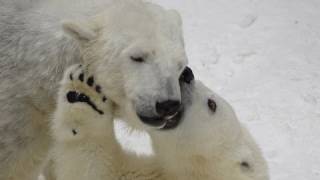 子供を楽しませる母の技 ホッキョクグマ ララ~Polar Bear mother delights cub