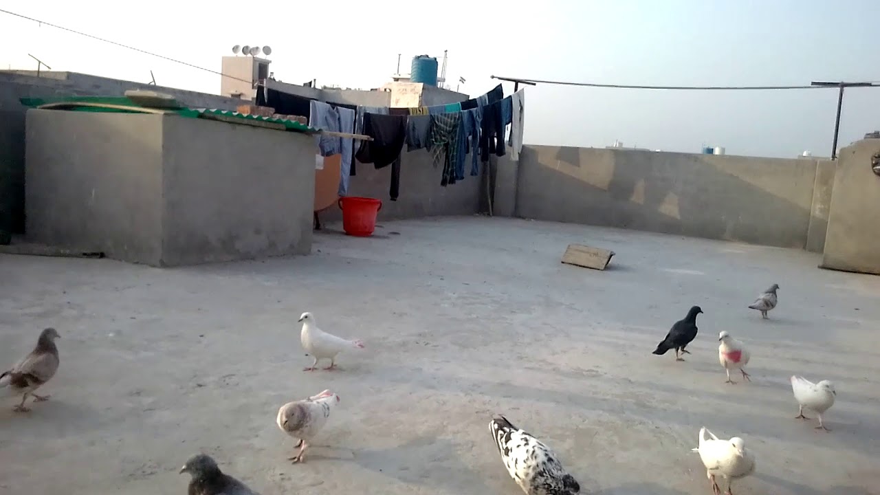 Ashu rai da kabutar - YouTube