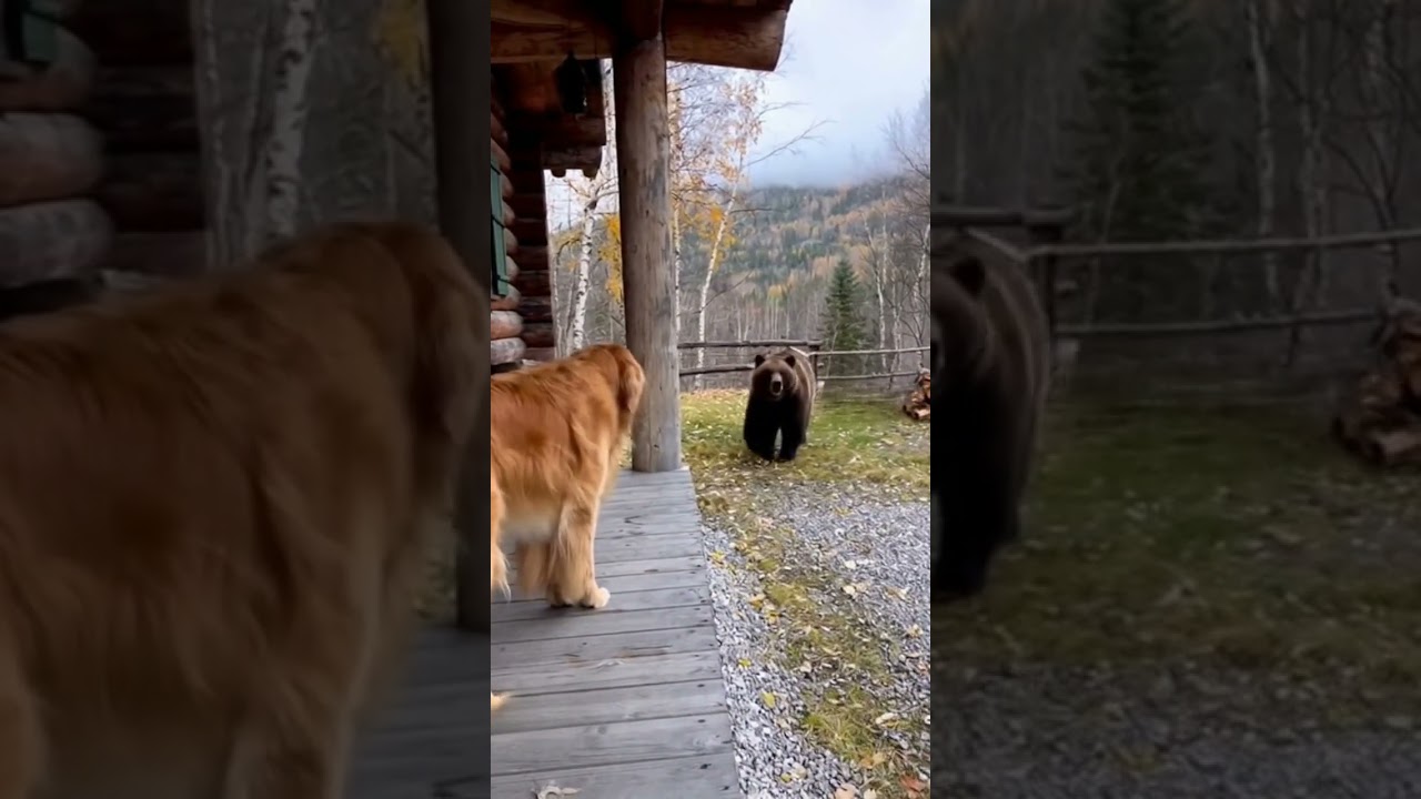 Bear vs Dog: Who Gets Scared First?
