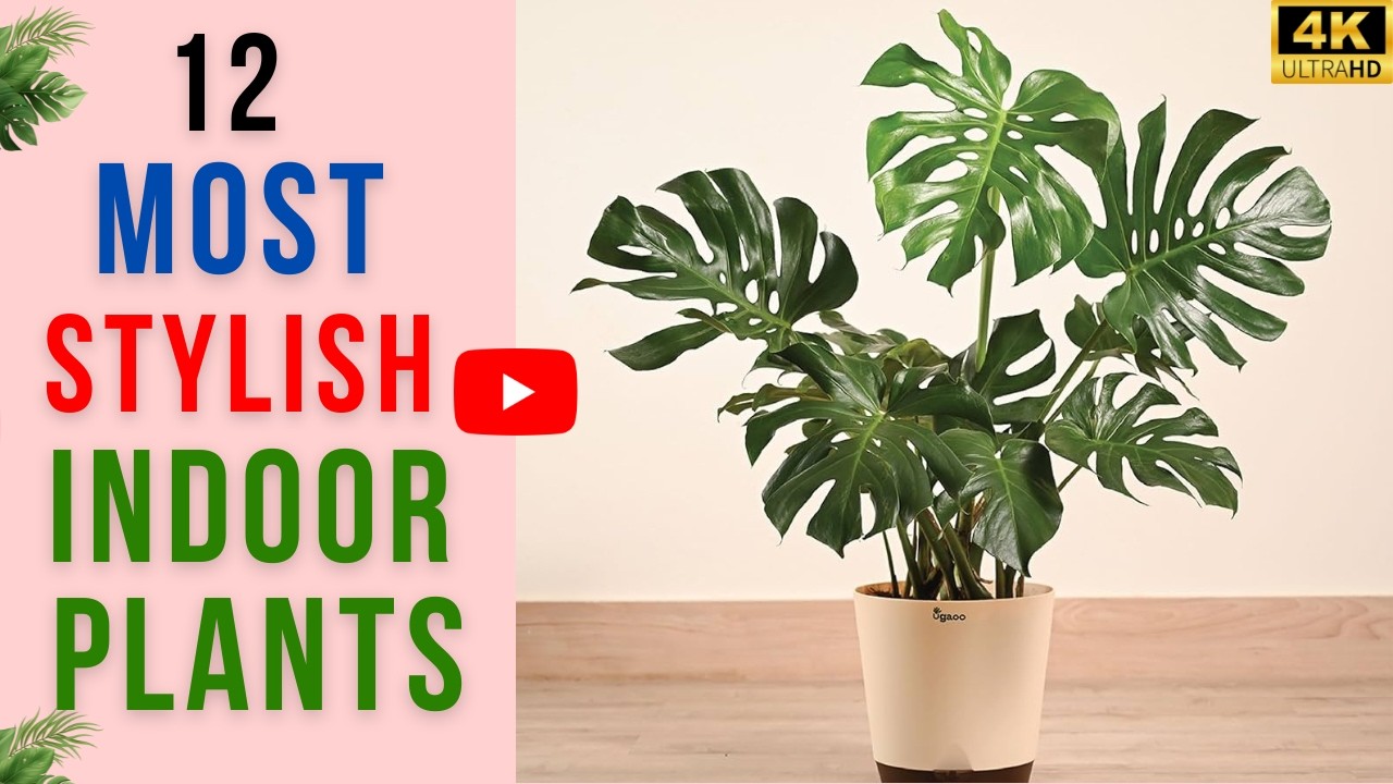 12 Most Stylish Indoor Plants for Modern Homes  | Best Plants For Interiors