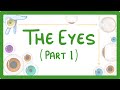 GCSE Biology - How the Eye Works (Part 1) - Structure of the Eye & Iris Reflex  #71