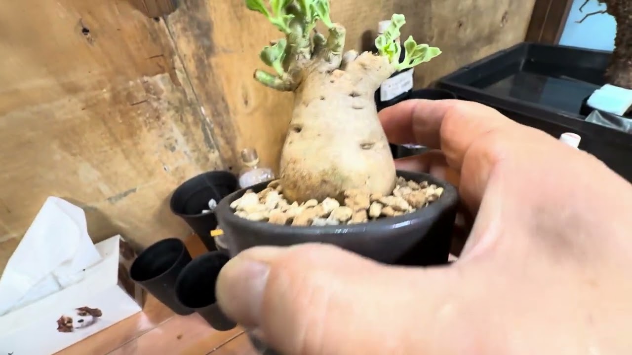 パキプス発根管理3/1夕方　水分不足は人間も危険です