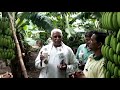 Organic banana production in green planet bio products